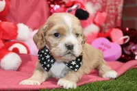 processed/8434c1e3-3117-4f86-8222-c838ca908755/listing/c1c65b76-dcdc-4d73-841d-d5d679521f06/9ecf851f-3651-49c4-867e-d553cc8bdf2e