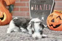TRI COLORED MORKIE MALE 3026, a male Morkie for sale in Pittsburg, KS – 4 of 5