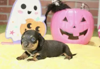 BLACK/TAN FEMALE DACHSHUND 3219, a female Miniature Dachshund for sale in Pittsburg, KS – 4 of 5