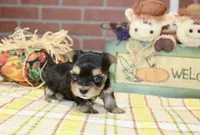 BLACK/TAN MORKIE MALE 3041, a male Morkie for sale in Pittsburg, KS – 4 of 5
