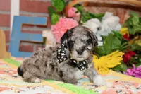 MINI MALE COCKAPOO 961, a female Cockapoo for sale in Pittsburg, KS – 2 of 4