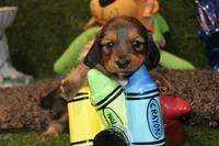 SHADED CREAM MALE 088!, a male Dachshund for sale in Pittsburg, KS – Photo 3 of 4