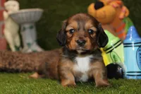 SHADED CREAM MALE 088!, a male Dachshund for sale in Pittsburg, KS – Photo 2 of 4