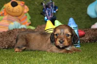 SHADED CREAM MALE 088!, a male Dachshund for sale in Pittsburg, KS – Photo 4 of 4