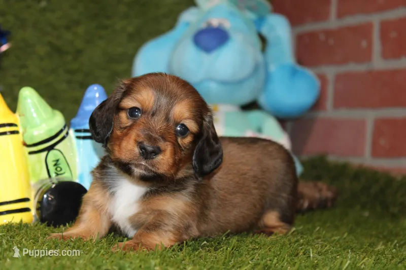 SHADED CREAM MALE 088! – Dachshund puppy for sale in Pittsburg, KS