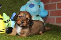 SHADED CREAM MALE 088!, a male Dachshund for sale in Pittsburg, KS – Photo 1 of 4