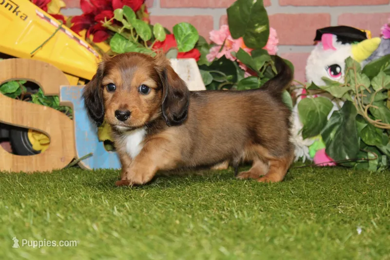 SHADED CREAM MALE 088! – Dachshund puppy for sale in Pittsburg, KS
