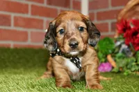 CHOCOLATE DAPPLE MALE 892, a male Dachshund for sale in Pittsburg, KS – 2 of 8