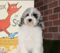 WHITE AND MERLE FEMALE 968, a female Cockapoo for sale in Pittsburg, KS – 7 of 10