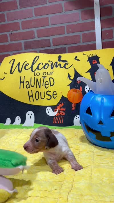 LILAC DAPPLE PIED MALE DACHSHUND 021, a male Miniature Dachshund for sale in Pittsburg, KS – 5 of 5