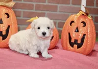 CREAM MALTIPOO MALE 3048, a male Maltipoo for sale in Pittsburg, KS – 3 of 5