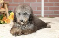 COCKAPOO FEMALE 967, a female Cockapoo for sale in Pittsburg, KS – 2 of 4