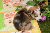 MERLE AUGGIE FEMALE 875, a female Australian Shepherd and Pembroke Welsh Corgi for sale in Pittsburg, KS – 5 of 5