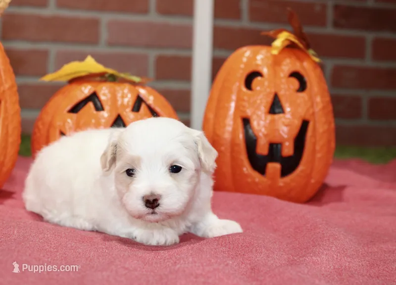 WHITE/CREAM MALTIPOO MALE 3047 – Maltipoo puppy for sale in Pittsburg, KS
