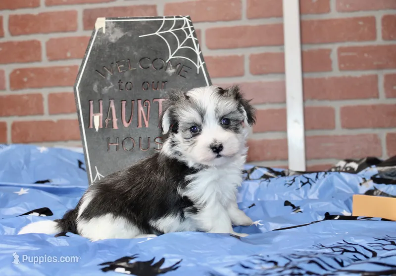 TRI COLORED MORKIE MALE 3026 – Morkie puppy for sale in Pittsburg, KS