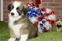 SABLE/WHITE MALE 986, a male Australian Shepherd and Pembroke Welsh Corgi for sale in Pittsburg, KS – 3 of 4