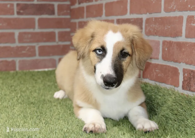 SABLE/WHITE FEMALE AUGGIE 988 – Australian Shepherd, Pembroke Welsh Corgi puppy for sale in Pittsburg, KS
