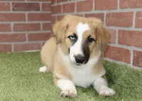 SABLE/WHITE FEMALE AUGGIE 988, a female Australian Shepherd and Pembroke Welsh Corgi for sale in Pittsburg, KS – 1 of 4