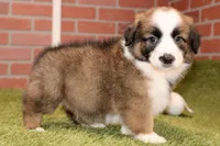 SABLE/WHITE MALE 986, a male Australian Shepherd and Pembroke Welsh Corgi for sale in Pittsburg, KS – 2 of 4