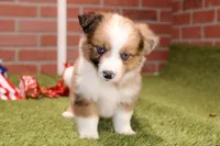 CHOCOLATE DAPPLE MALE 984, a male Australian Shepherd and Pembroke Welsh Corgi for sale in Pittsburg, KS – 3 of 4