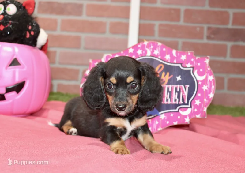 BLACK/TAN FEMALE DACHSHUND 3217 – Miniature Dachshund puppy for sale in Pittsburg, KS