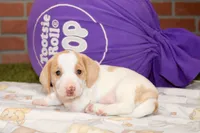 CREAM/WHITE FEMALE DACHSHUND 120, a female Dachshund for sale in Pittsburg, KS – 4 of 4