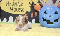 LILAC DAPPLE PIED MALE DACHSHUND 021, a male Miniature Dachshund for sale in Pittsburg, KS – 4 of 5