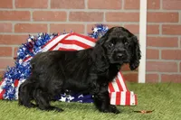 BLACK MALE 993, a male Cocker Spaniel for sale in Pittsburg, KS – 4 of 4