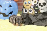 SILVER DAPPLE MALE DACHSHUND 3215, a male Miniature Dachshund for sale in Pittsburg, KS – 3 of 5