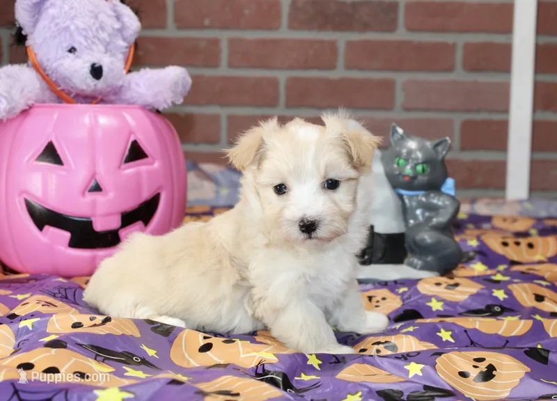 CREAM/WHITE MORKIE FEMALE 3029 – Morkie puppy for sale in Pittsburg, KS
