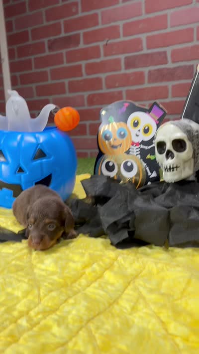 CHOCOLATE/TAN MALE DACHSHUND 3213, a male Miniature Dachshund for sale in Pittsburg, KS – 5 of 5