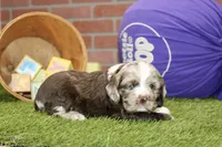 CHOCOLATE MERLE COCKER FEMALE, a female Cocker Spaniel for sale in Pittsburg, KS – 4 of 4