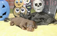CHOCOLATE/TAN MALE DACHSHUND 3216, a male Miniature Dachshund for sale in Pittsburg, KS – 3 of 5