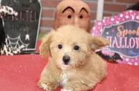 RED FEMALE YORKIEPOO 199, a female Yorkipoo for sale in Pittsburg, KS – 2 of 8