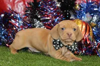 processed/8434c1e3-3117-4f86-8222-c838ca908755/listing/c6ae3b6f-1cf9-45d5-90d2-86fd226072bb/c3adb78c-a0ea-46c5-8530-25925ea3f284