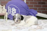 BLUE MERLE/WHITE MALE COCKAPOO 104, a male Cockapoo for sale in Pittsburg, KS – 4 of 4
