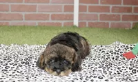 BLACK/BROWN FEMALE YORKIEPOO 178, a female Yorkipoo for sale in Pittsburg, KS – 7 of 8