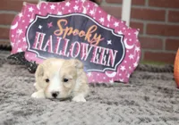 CREAM/WHITE MORKIE FEMALE 3029, a female Morkie for sale in Pittsburg, KS – 2 of 5