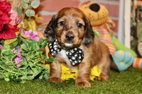 CHOCOLATE DAPPLE MALE 892, a male Dachshund for sale in Pittsburg, KS – 3 of 8