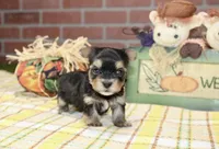 BLACK/TAN MORKIE MALE 3041, a male Morkie for sale in Pittsburg, KS – 3 of 5