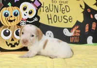 CREAM/WHITE PIED MALE DACHSHUND 022, a male Miniature Dachshund for sale in Pittsburg, KS – 2 of 5