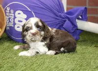 CHOCOLATE MERLE COCKER FEMALE 969, a female Cocker Spaniel for sale in Pittsburg, KS – 4 of 4