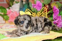 MINI BLUE MERLE FEMALE 965, a female Cockapoo for sale in Pittsburg, KS – 3 of 6
