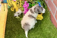 WHITE AND MERLE FEMALE 968, a female Cockapoo for sale in Pittsburg, KS – 6 of 6