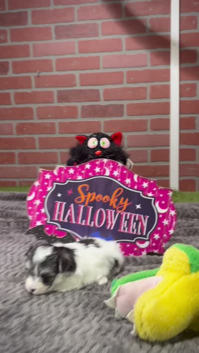 TRI COLORED MORKIE FEMALE 3028, a female Morkie for sale in Pittsburg, KS – 5 of 5