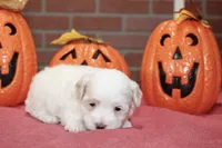 WHITE/CREAM MALTIPOO MALE 3047, a male Maltipoo for sale in Pittsburg, KS – 4 of 5