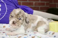 LAVENDER/WHITE COCKER FEMALE 093, a male Cocker Spaniel for sale in Pittsburg, KS – 3 of 4