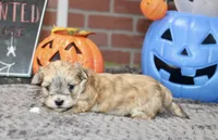 GRIZZLE MORKIE MALE 3027, a male Morkie for sale in Pittsburg, KS – 2 of 5