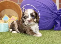 CHOCOLATE MERLE COCKER FEMALE 969, a female Cocker Spaniel for sale in Pittsburg, KS – 3 of 4