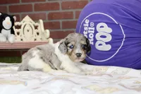 BLUE MERLE/WHITE MALE COCKAPOO 101, a male Cockapoo for sale in Pittsburg, KS – 2 of 4